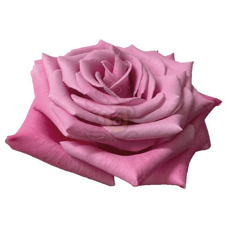 Babbaloo Roses Lavender 2