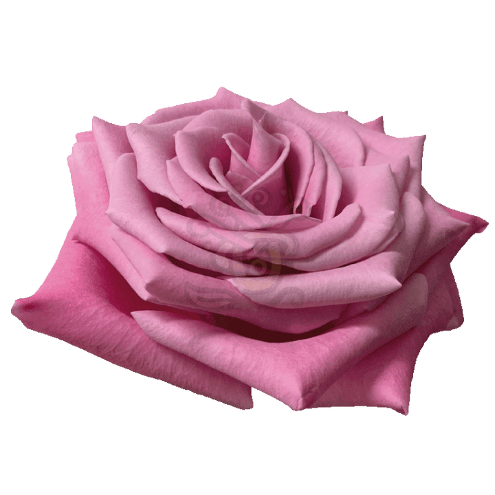 Babbaloo Roses Lavender 2