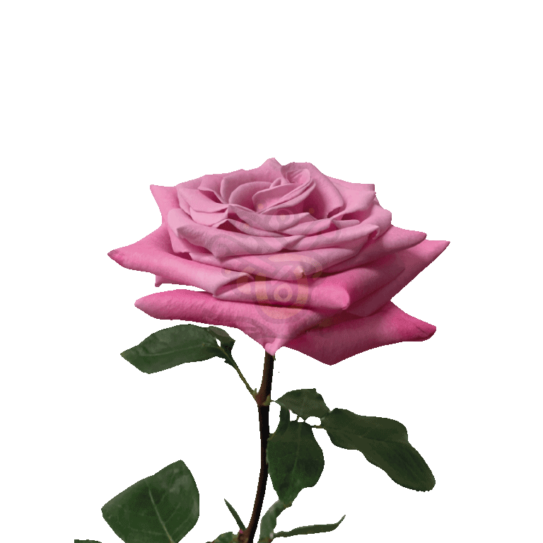 Babbaloo Roses Lavender 3