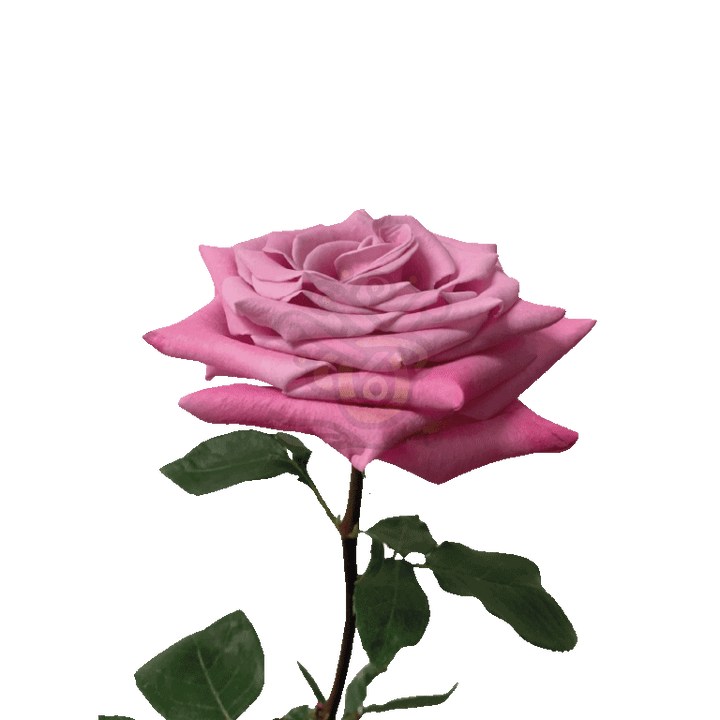 Babbaloo Roses Lavender 3