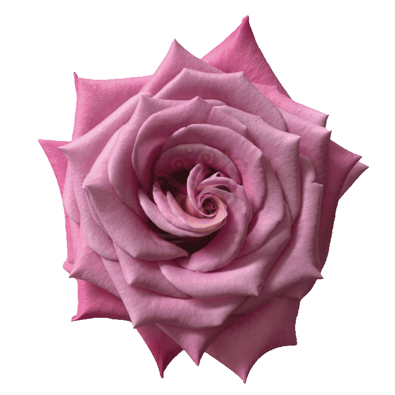 Babbaloo Roses Lavender