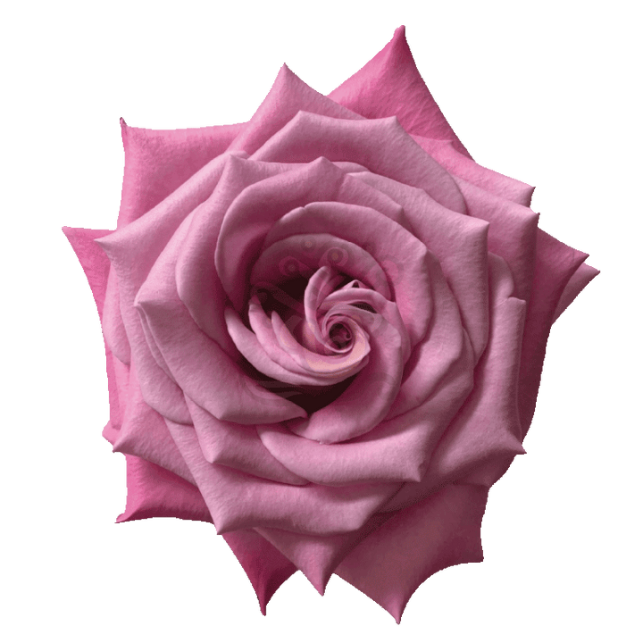 Babbaloo Roses Lavender