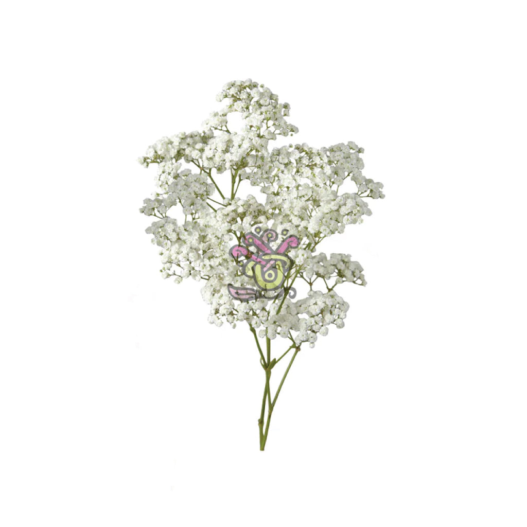 Baby's Breath Excellence • Asiri Blooms