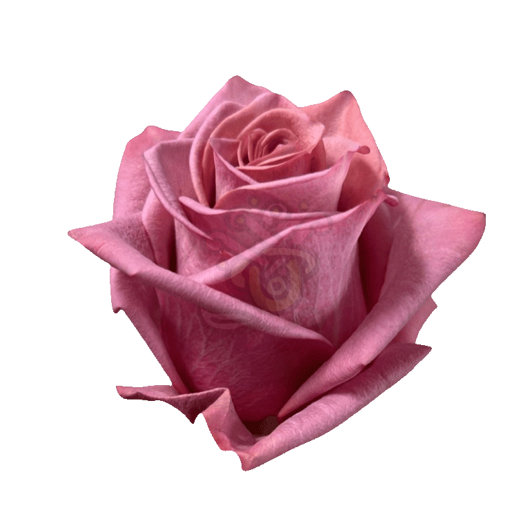 Barista Roses Earth Tone 2