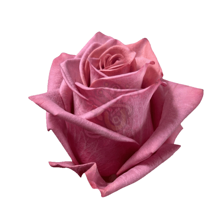 Barista Roses Earth Tone 2