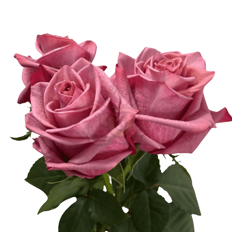 Barista Roses Earth Tone 3