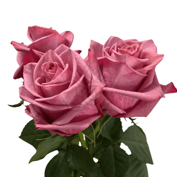 Barista Roses Earth Tone 3