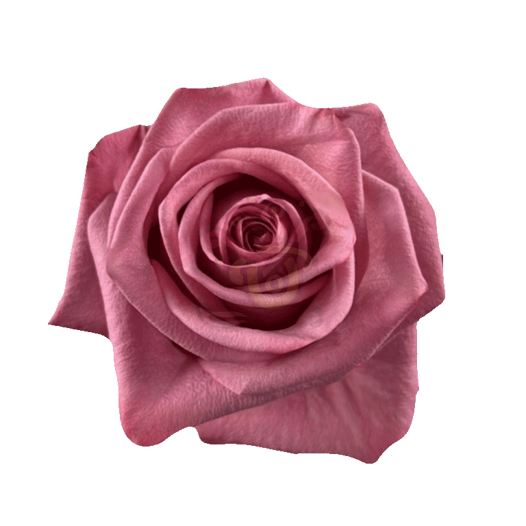 Barista Roses Earth Tone
