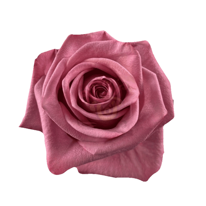 Barista Roses Earth Tone