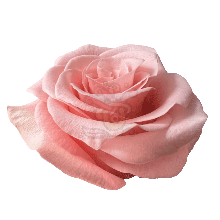 Be Sweet Roses Light Pink 2