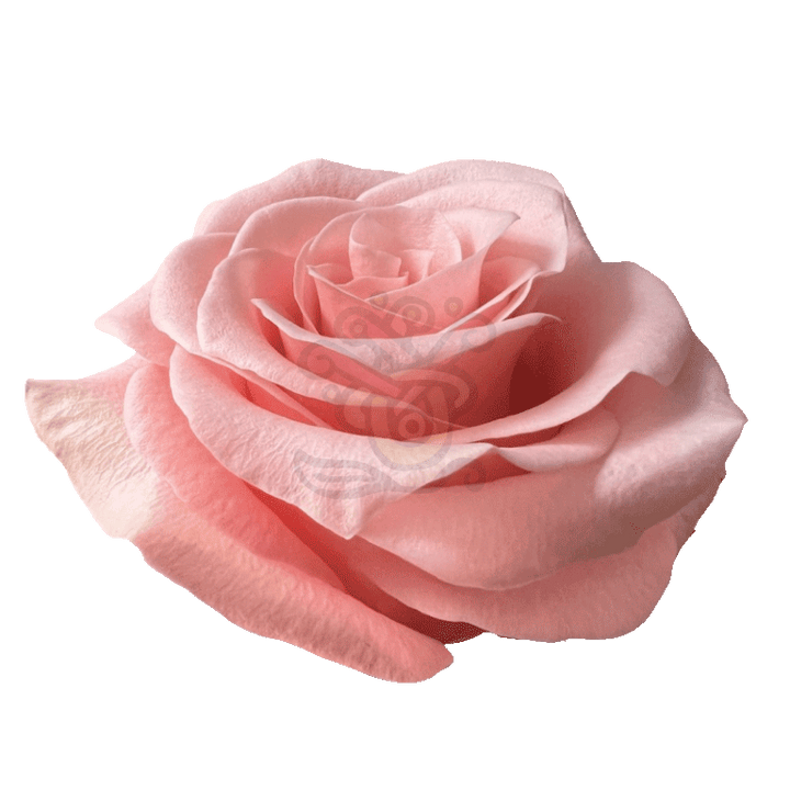 Be Sweet Roses Light Pink 2