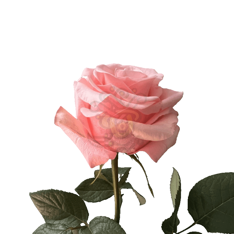 Be Sweet Roses Light Pink 3