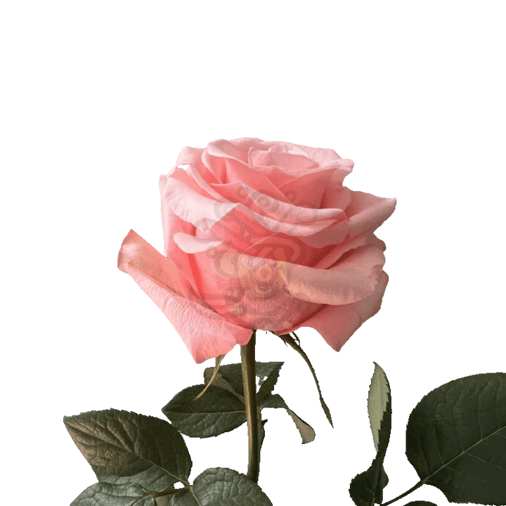 Be Sweet Roses Light Pink 3