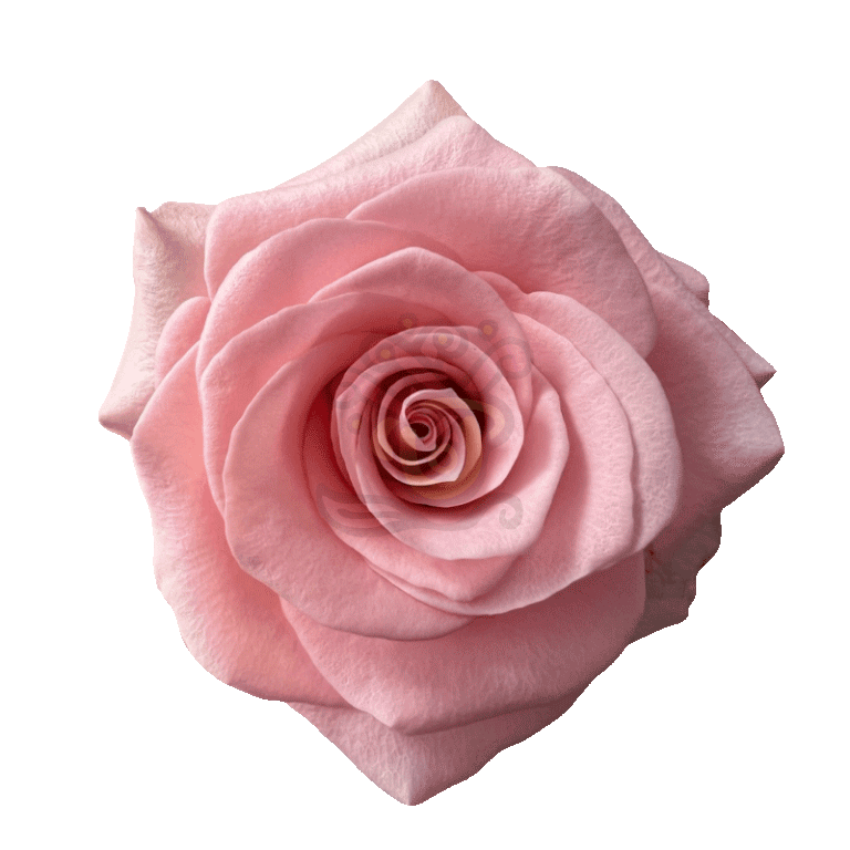 Be Sweet Roses Light Pink
