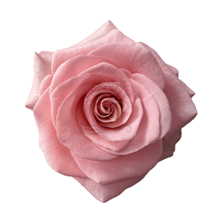 Be Sweet Roses Light Pink