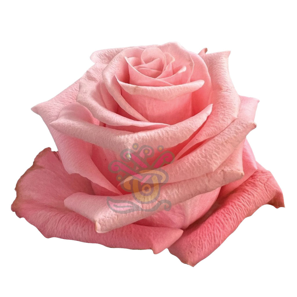 Be Sweet Light Pink Roses