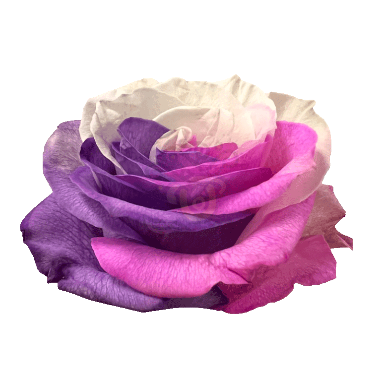 Berry Tinted Roses 2