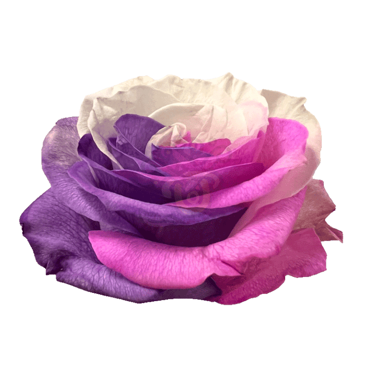 Berry Tinted Roses 2