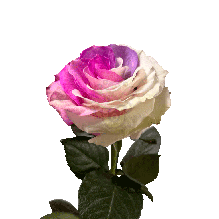 Berry Tinted Roses 3