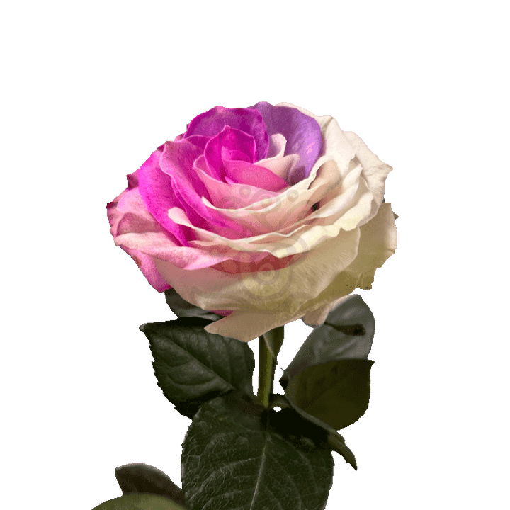 Berry Tinted Roses 3