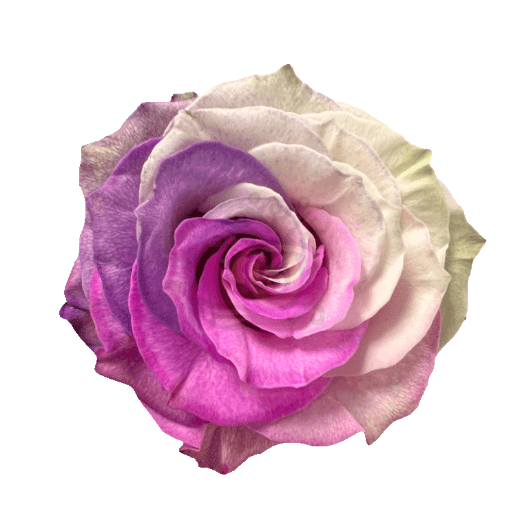 Berry Tinted Roses