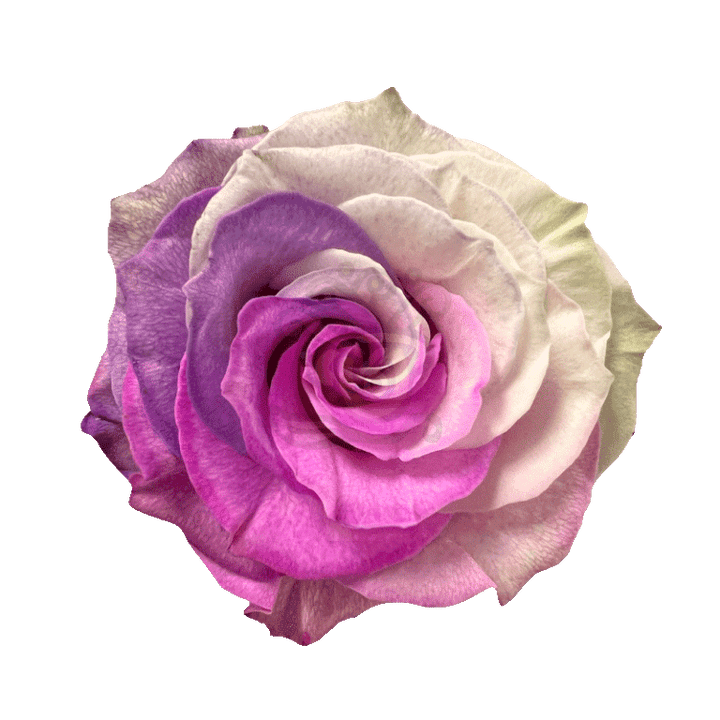 Berry Tinted Roses