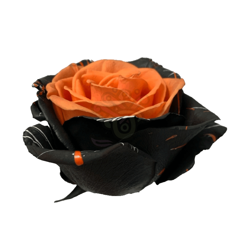 Bewitched Confetti Orange Tinted Roses 2