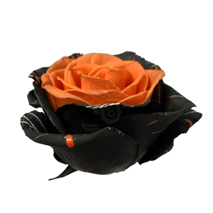 Bewitched Confetti Orange Tinted Roses 2