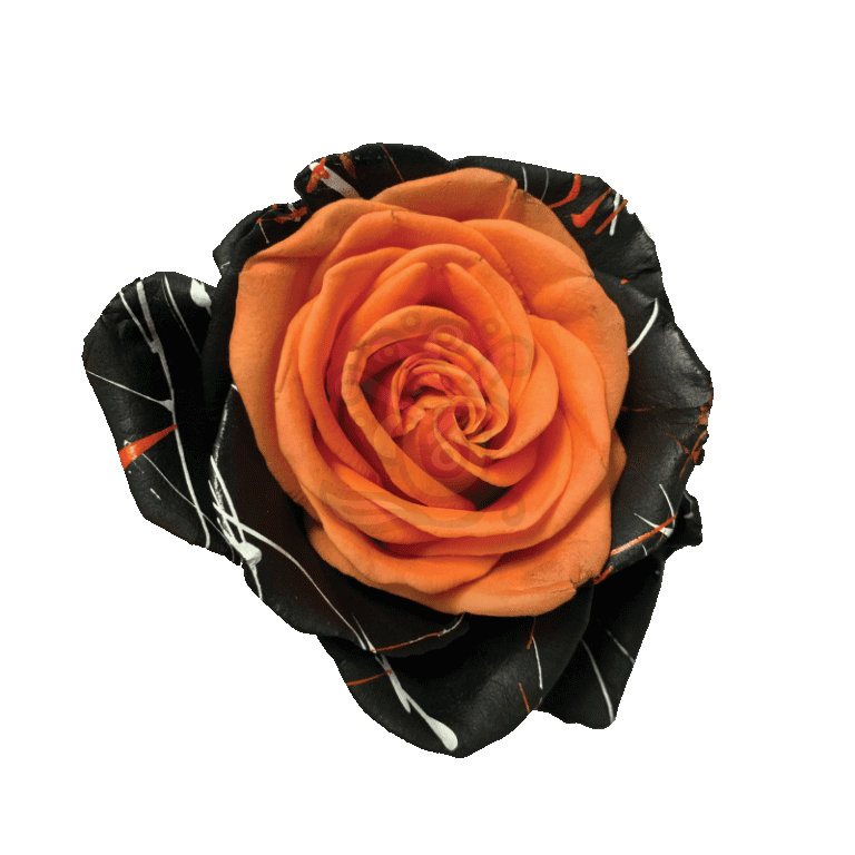 Bewitched Confetti Orange Tinted Roses