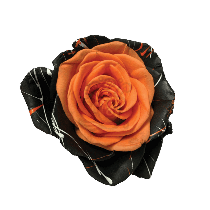 Bewitched Confetti Orange Tinted Roses