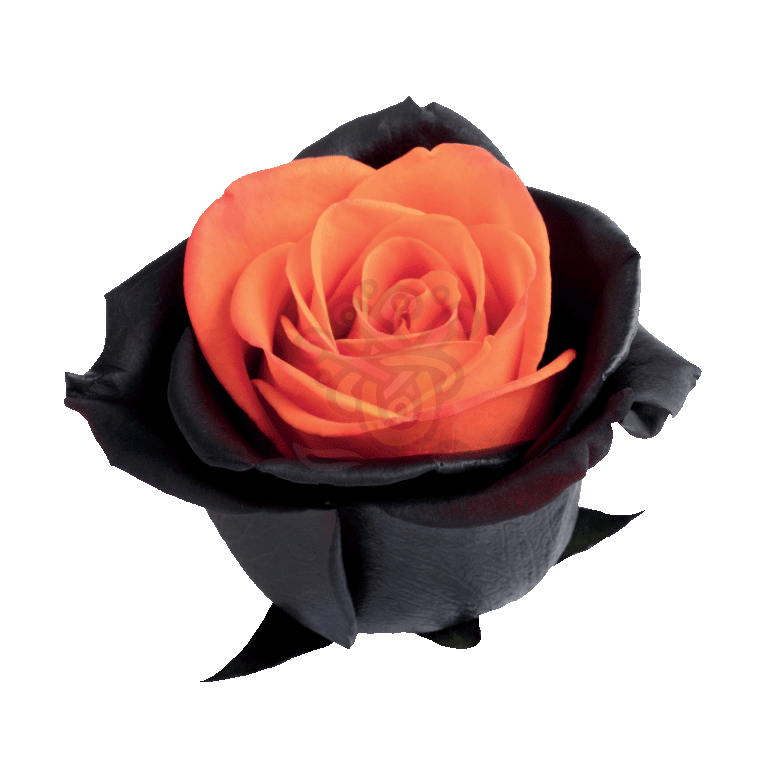 Bewitched Orange Tinted Roses 2