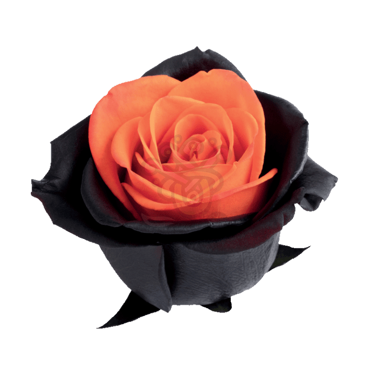 Bewitched Orange Tinted Roses 2