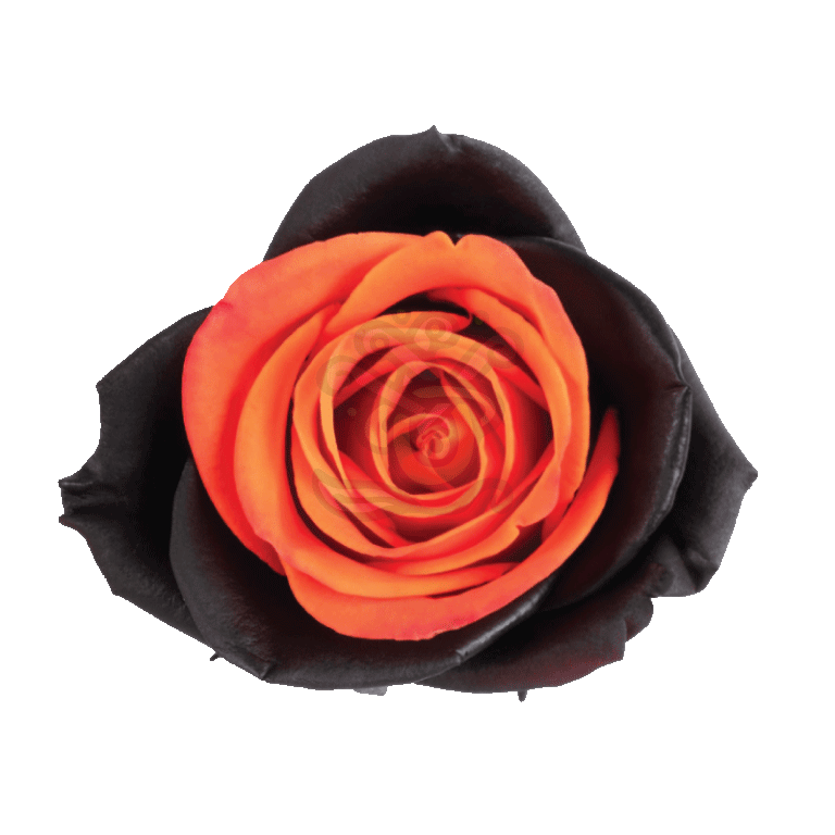 Bewitched Orange Tinted Roses