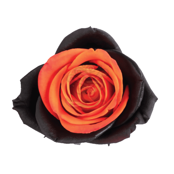 Bewitched Orange Tinted Roses