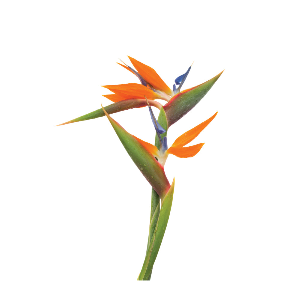 Bird of paradise • Asiri Blooms