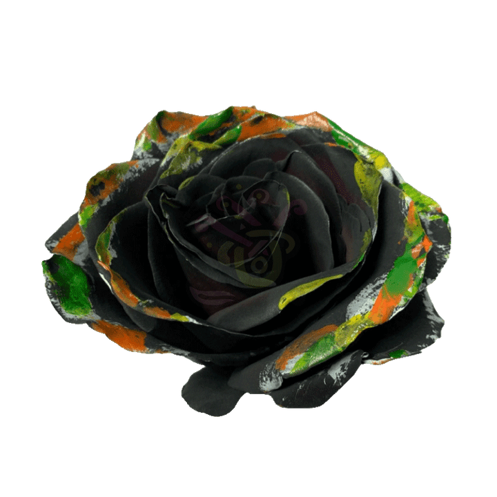 Black Halloween Brush Tinted Roses 2