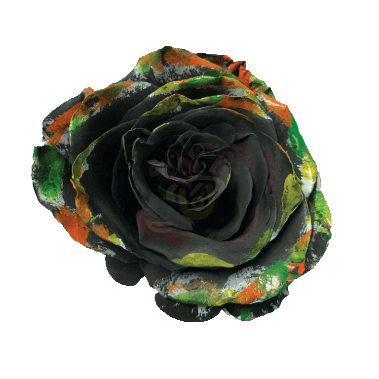 Black Halloween Brush Tinted Roses