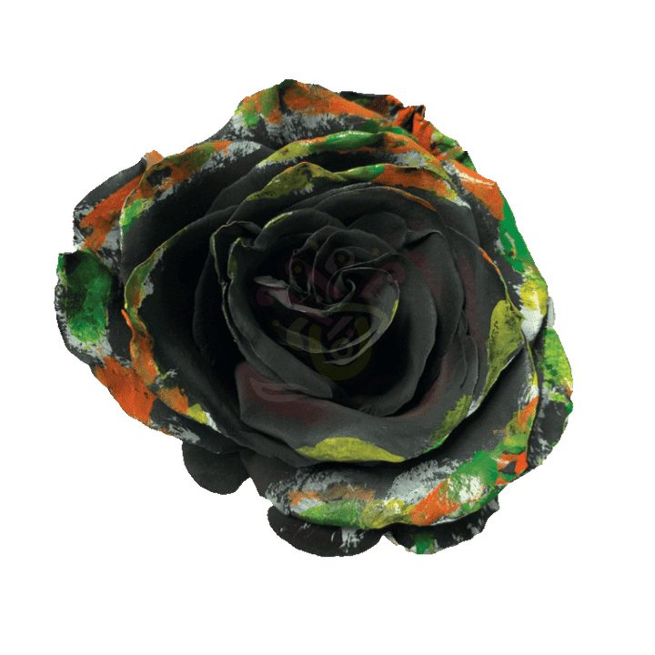 Black Halloween Brush Tinted Roses