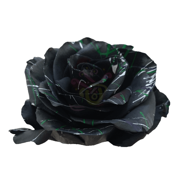 Black Halloween Confetti 2 Tinted Roses 2