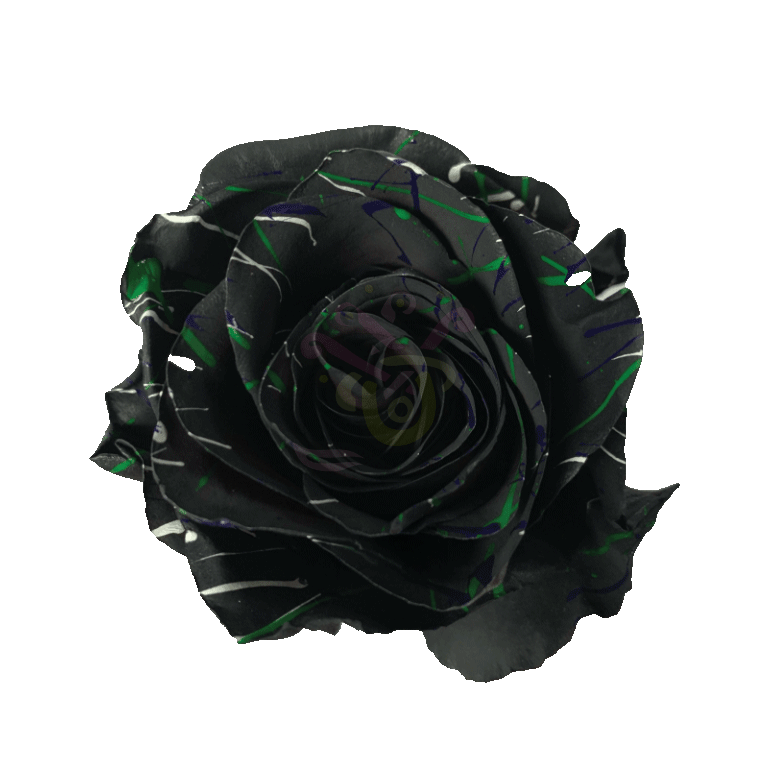 Black Halloween Confetti 2 Tinted Roses