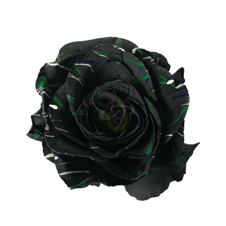 Black Halloween Confetti 2 Tinted Roses