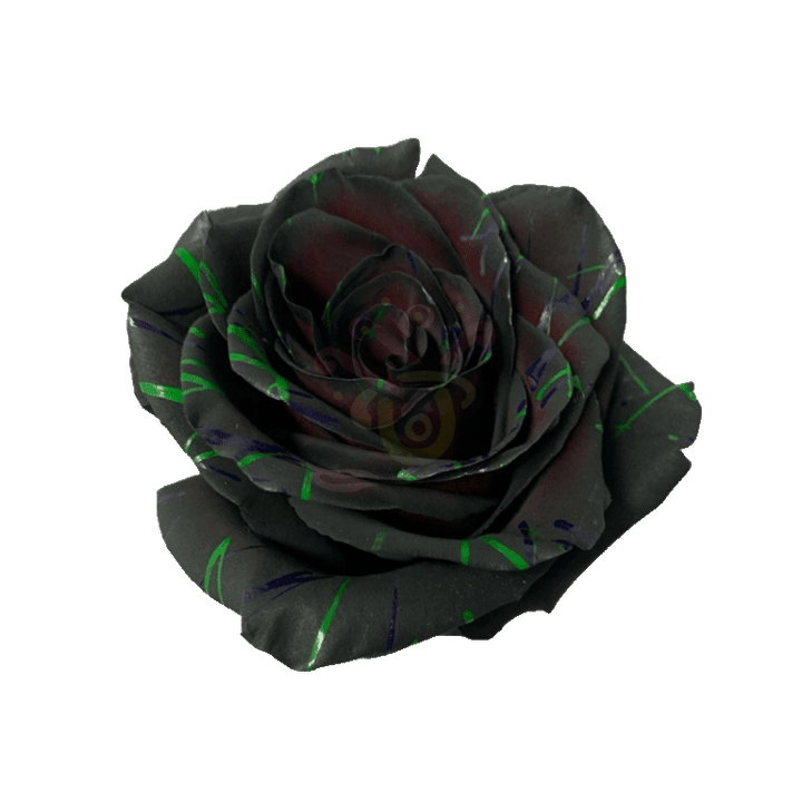 Black Halloween Confetti 3 Tinted Roses 2