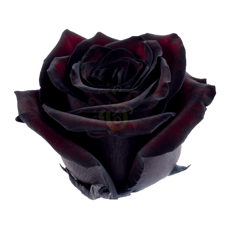 Blackjack Tinted Roses 2
