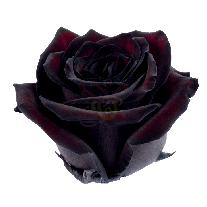 Blackjack Tinted Roses 2