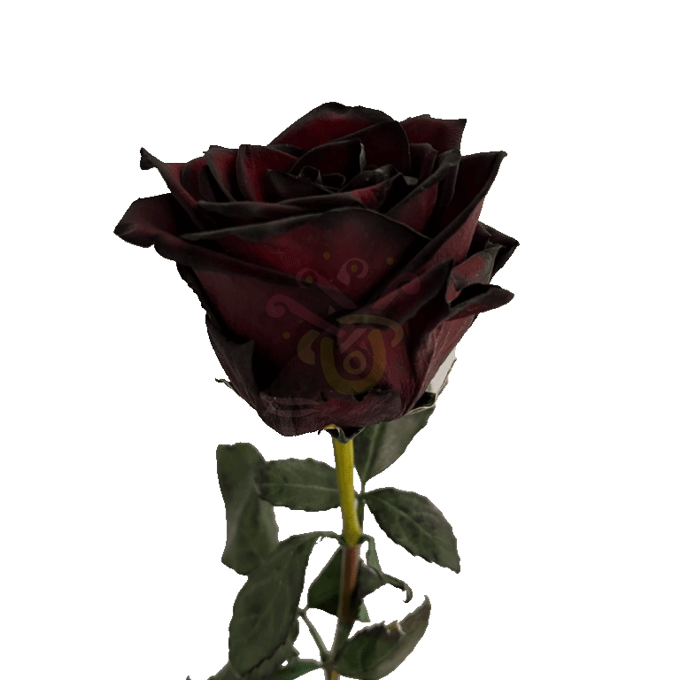 Blackjack Tinted Roses 3