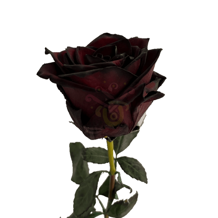 Blackjack Tinted Roses 3