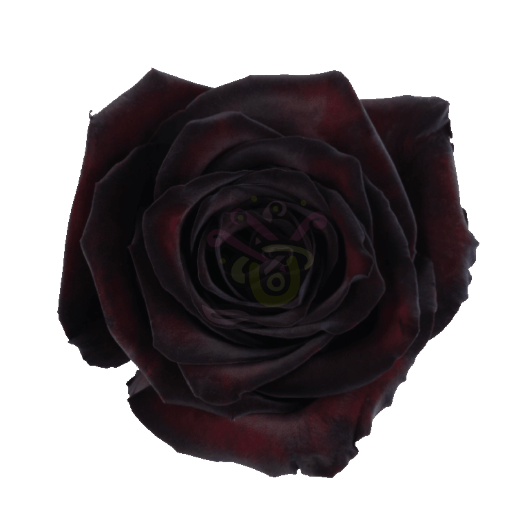 Blackjack Tinted Roses