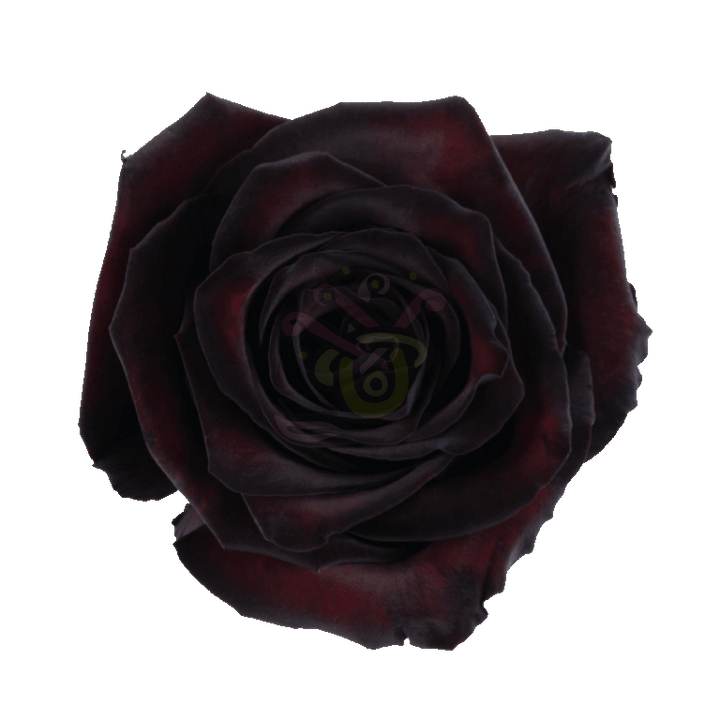 Blackjack Tinted Roses