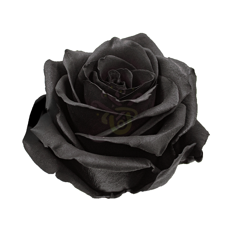 Black Spray Tinted Roses 2