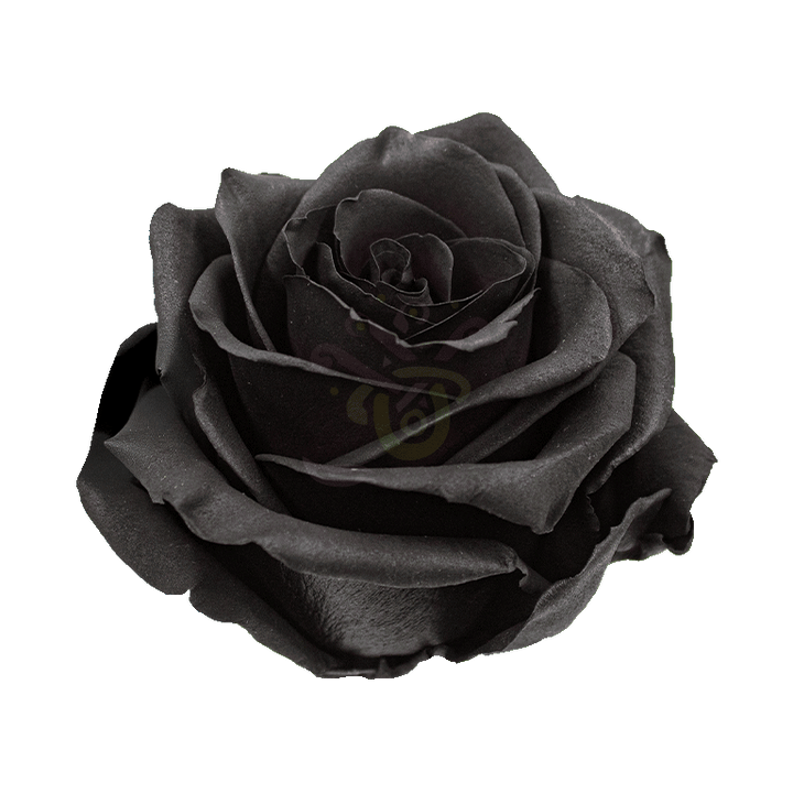 Black Spray Tinted Roses 2